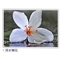 土城桐花節-賞桐步道之五月雪~賞桐與交通資訊